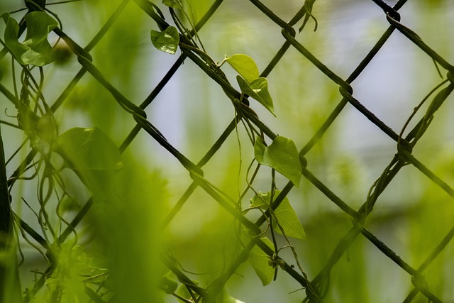 Reducing Stress with Kratom: Canada’s Legal Guide to Relief